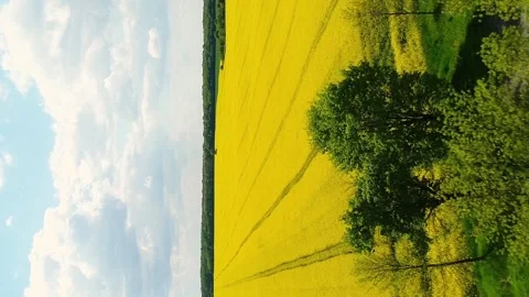 Vertical video. Flying over a road with trees and a field of yellow flowering Stock-Footage 267287502