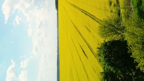 Vertical video. Flying over a road with trees and a field of yellow rapeseed. Stock-Footage 268186101