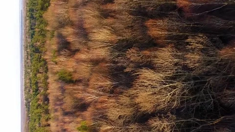Vertical video. Flying over the tops of bare spring trees of mixed forest. Video stock 267570075