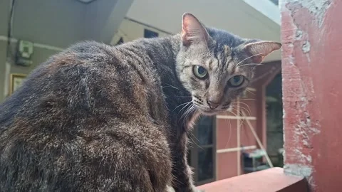Vertical video focusing on a dark grey and brown tabby cat sitting on a led.. Stock Footage 340045572