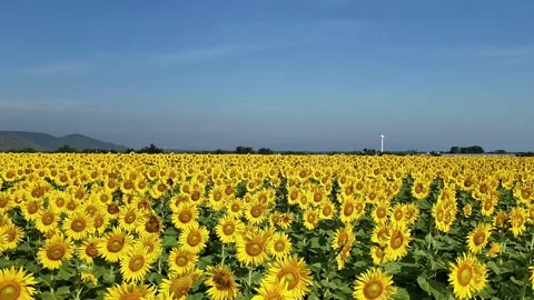 Vertical video Stock Footage 323615861