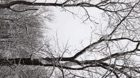 Vertical video of forest in snow. Woods in winter Stock Footage 148707632