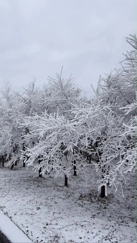 Vertical video of forest trees with branches fully encased in thick glaze ic Video stock 327593194