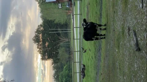 Vertical Video Format Wild Turkeys Calf Cow on A Ranch 스톡 동영상 204811879