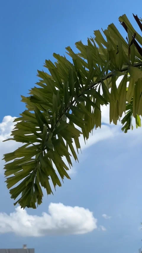 Vertical Video of Foxtail Palm Leaf Swaying Against Blue Sky 库存影片 335683176