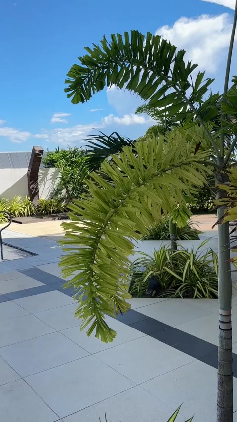 Vertical Video of foxtail Palm Swaying Near Swimming Pool in Modern Tropica.. 库存影片 336151753