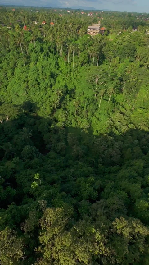 Vertical video. FPV Drone Sweeping Above Deep Tropical Ravine Covered by Dense R Stock Footage 336625985