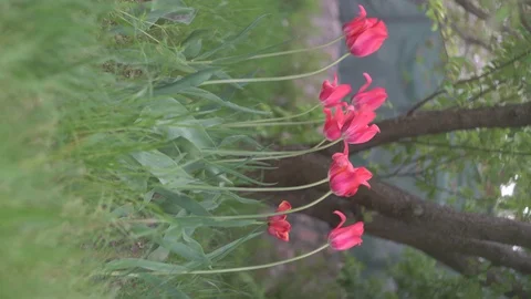 Vertical video frame 9:16 red flowers, tulips Stock-Footage 129781269