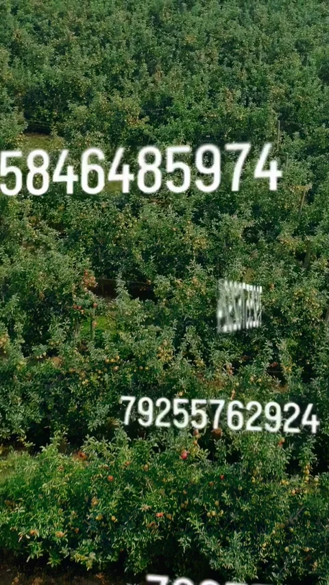 Vertical video: Frame1 starting digits sliding across orchard while rotating Stock-Footage 337540672