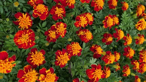 Vertical Video of a French Marigold (Dwarf) flowers, close up view of a beautifu Stock Footage 172454792