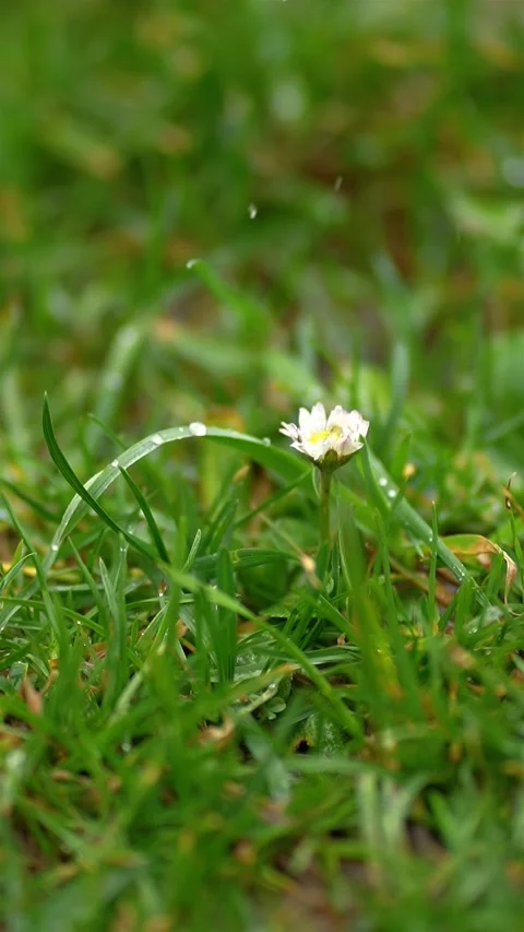 Vertical video of fresh spring rain in green meadow with white daisy flower Stock Footage 268999533