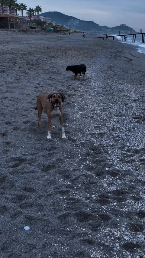 Vertical video: Fun by the Sea Watch pets on a dog walk enthusiastically chase a Stock Footage 243813461