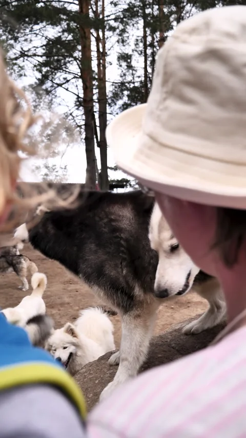 Vertical Video Fun Time at the Dog Farm Stock Footage 277468213