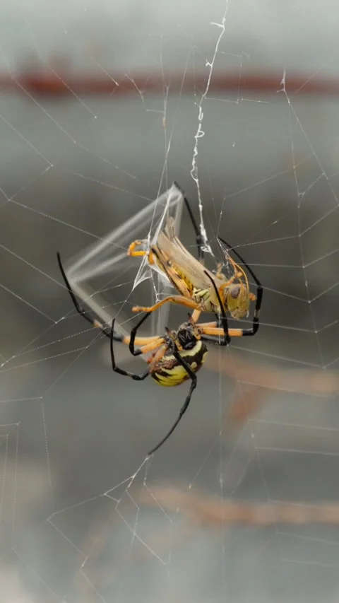 Vertical Video of Garden Spider Wrapping Grasshopper Stock Footage 342946148
