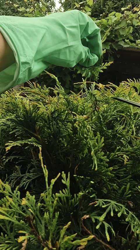 Vertical video. Gardener cuts branches of thuja plant to give it round shape Stock Footage 340333724