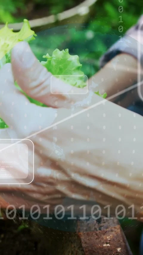 Vertical video: Gardener hands touching lettuce, cupping roots, transplanting Stock Footage 335802586