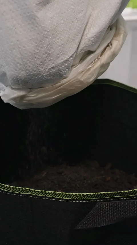 Vertical video. Gardener Pours Dark Potting Soil Into a Fabric Grow Bag on a Bal Stock Footage 341952500