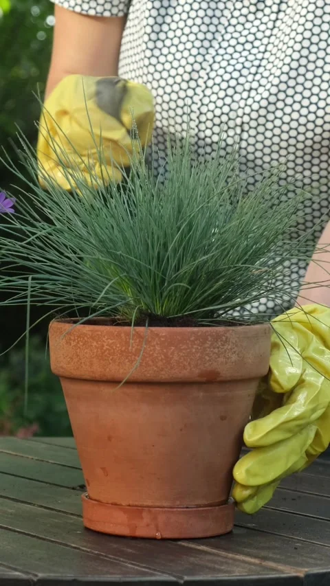 Vertical video. Gardener spraying potted plant in summer garden. Stock Footage 340333729