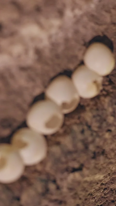 Vertical video. Gecko Eggs Attached to Rough Cave Wall, Macro Cinematic Close Up Stock Footage 335206407