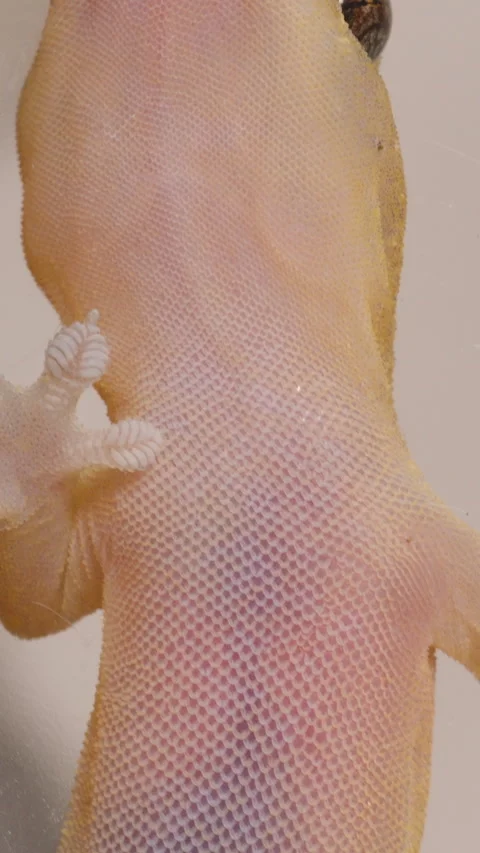 Vertical video. Gecko's Head and Upper Body Pressed Against Glass with Spread Stock Footage 316159231