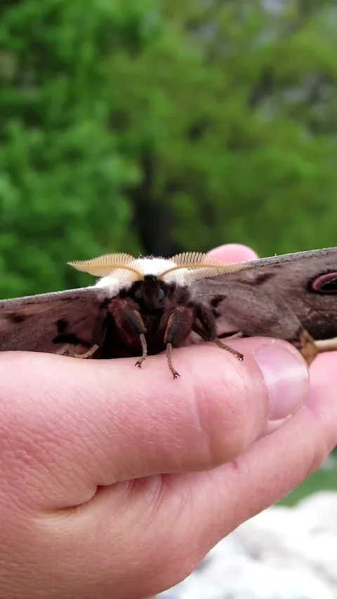 Vertical Video of a Giant Peacock Moth (Saturnia Pyri) Stock Footage 239187684