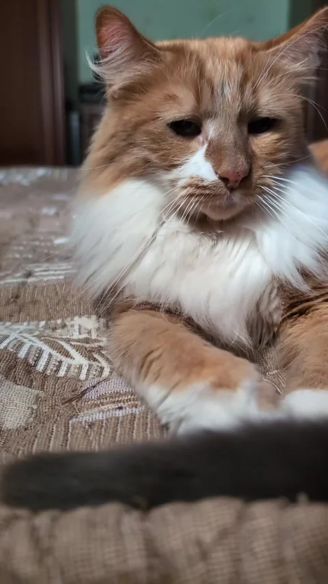 Vertical video of ginger cat catching moving gray tail with paws after play.. Stock Footage 323186984