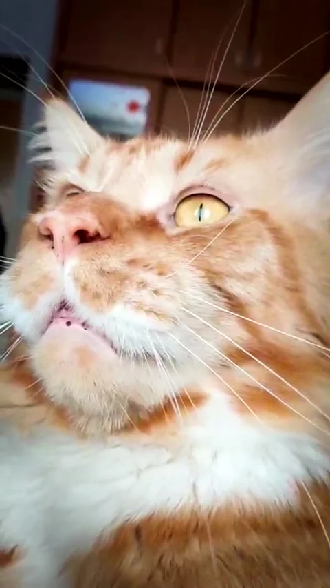 Vertical video of ginger Maine Coon cat looking curiously at camera Stock Footage 320930289