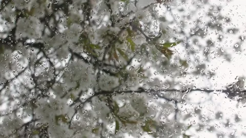 Vertical video. Glass with raindrops. On the background of flowering cherry Stock-Footage 220104709