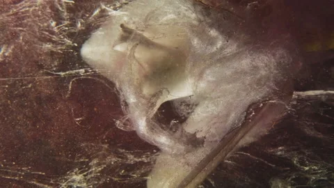 Vertical video glitter flower water ink splash Stock Footage 234612573