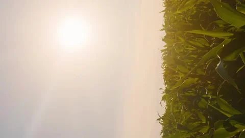 Vertical video global warming corn under the scorching sun Stock Footage 246959251