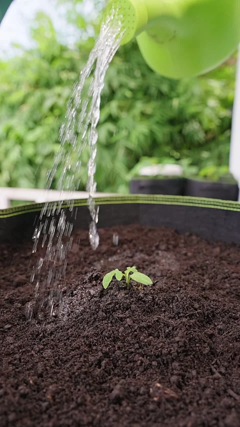 Vertical video. Gloved Gardener Waters a Young Seedling in Rich Soil Using a Gre Stock Footage 341966025