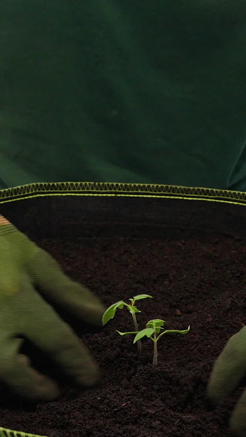 Vertical video. Gloved Hands Plant Tomato Seedlings in Rich Soil Inside a Fabric Stock Footage 341940521