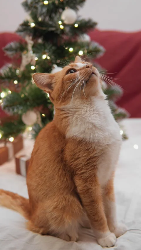 Vertical video. The glow of light decorations on the snow room fascinates the Stock Footage 281869113