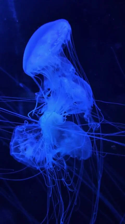Vertical Video of Glowing Blue Jellyfish Swimming in Deep Ocean Stock Footage 337776384