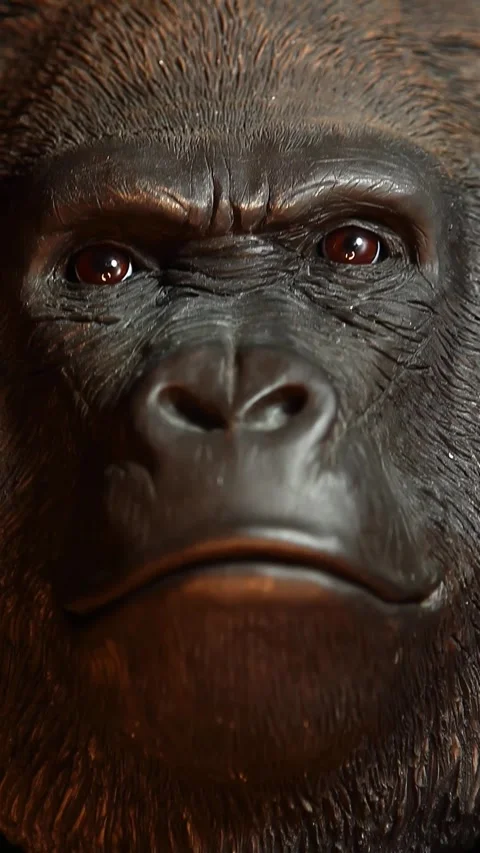 Vertical video of gorilla head Stock Footage 244387128