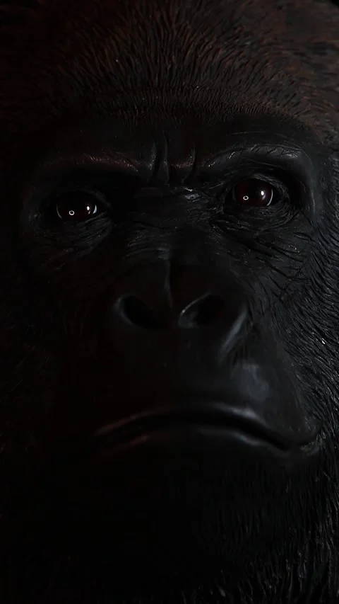 Vertical video of gorilla head Stock Footage 244389990