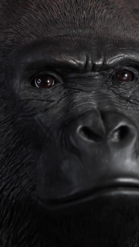 Vertical video of gorilla head Stock Footage 244391618