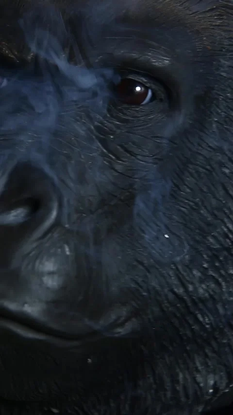 Vertical video of gorilla smoke Stock Footage 255379993