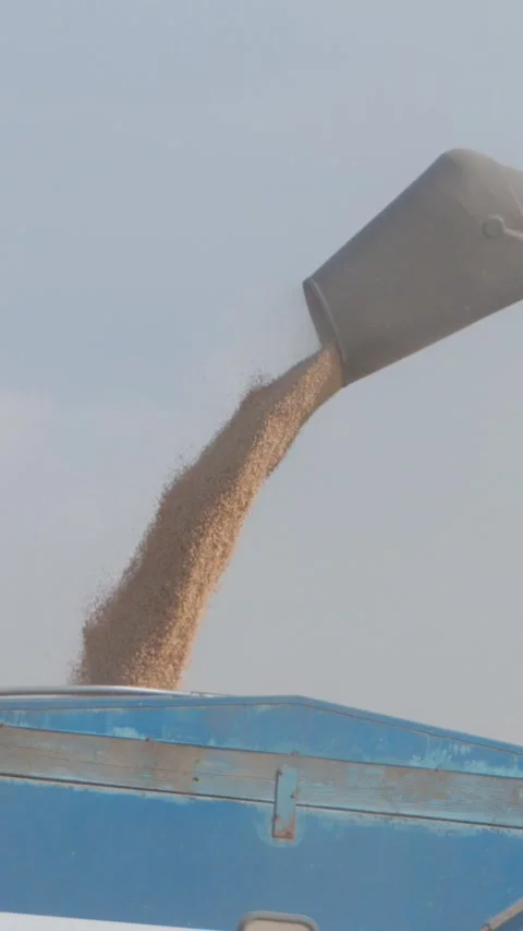 Vertical video. Grain is poured from the nozzle of the combine into the Stock-Footage 281314221