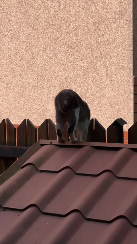 Vertical video of a gray and white cat walking on a roof and jumping off a fence Stock Footage 318953219