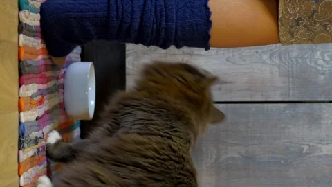 Vertical video. gray cat deftly begs for food, emphasizing typical cat behavior Stock Footage 256157551