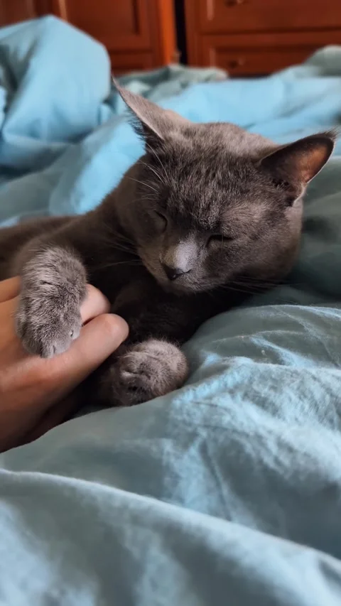 Vertical video of gray cat lying on bed with owner gently cuddling paw 库存影片 325508198
