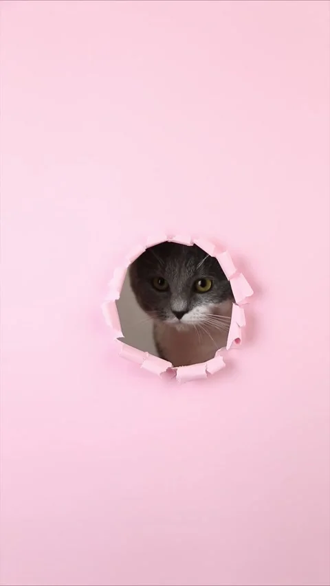 Vertical video, gray cat peeking out of a hole in pink paper, looking up. Stock Footage 136469228