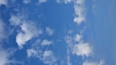 Vertical video. Gray cranes fly in the blue sky with clouds. Migratory birds. Stock-Footage 267670274
