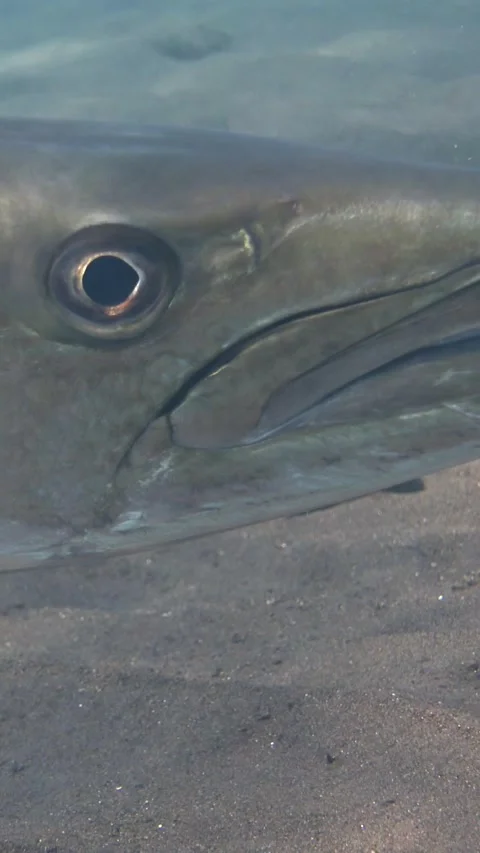 Vertical video of Great barracuda hovering, from side, head close up Stock Footage 222580154