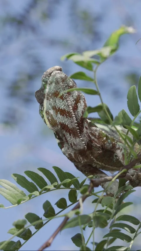 Vertical video, Green chameleon sits on thin branch of tree among green leaves   Stock Footage 243183853