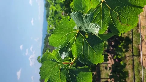 Vertical video of green grape leaves in the sunlight. Stock Footage 233684681