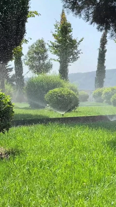 Vertical video. Green grass, splashes, bush, cypress tree. Water sprinklers Stock Footage 278518003