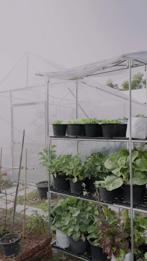 Vertical video of Green Lettuce private farm. Stock Footage 296758947