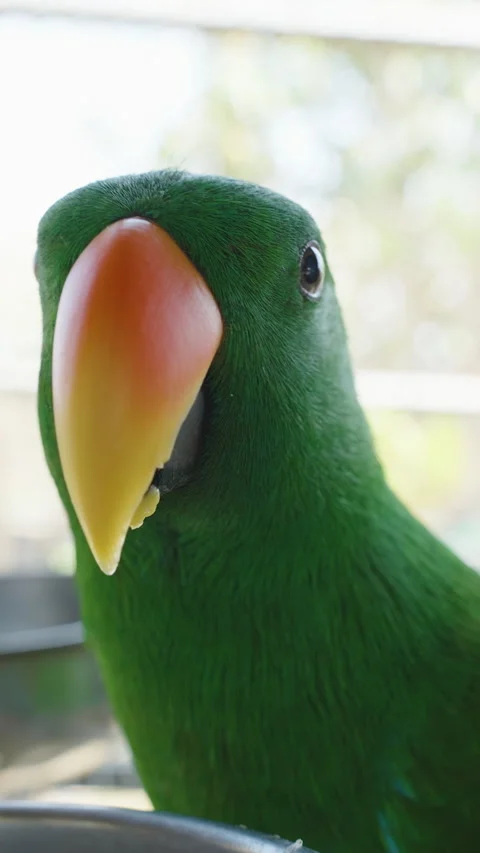 Vertical video. Green Parrot Facing Camera Head-On with Piece of Food on Beak in Stock-Footage 314019954